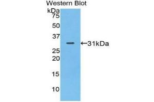 Western Blotting (WB) image for anti-Myosin IA (MYO1A) (AA 781-1043) antibody (ABIN1078382) (Myosin IA antibody  (AA 781-1043))