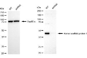 Western blotting analysis using homer scaffold protein 1 antibody (ABIN7800940). (Recombinant Homer Scaffold Protein 1 antibody)
