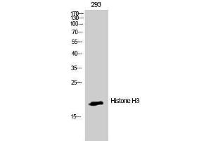 Western Blotting (WB) image for anti-Histone 3 (H3) (Lys386) antibody (ABIN3185031) (Histone 3 antibody  (Lys386))