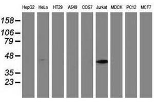 Image no. 3 for anti-Methylmalonic Aciduria (Cobalamin Deficiency) Type A (MMAA) antibody (ABIN1499506)