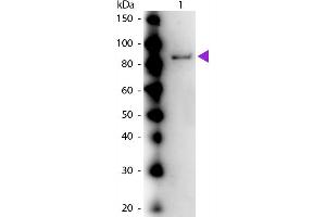 Western Blot of Rabbit anti-Urease (Jack Bean) Antibody. (Urease antibody)