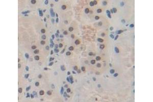 IHC-P analysis of Kidney tissue, with DAB staining. (HES1 antibody  (AA 21-251))
