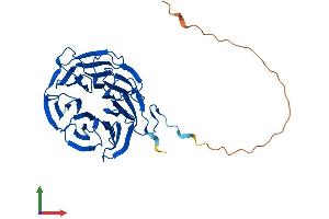 AlphaFold protein structure predicition of Mouse Recombinant Strap Protein, UniprotID Q9Z1Z2 (STRAP Protein (AA 1-350) (His tag))