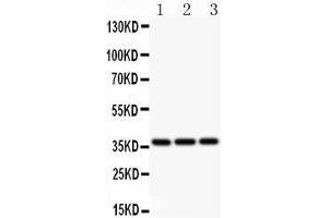 Anti-Bmi1 Picoband antibody,  All lanes: Anti BMI1  at 0.