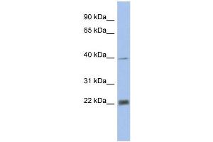 PSMA4 antibody used at 1 ug/ml to detect target protein. (PSMA4 antibody)
