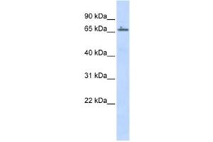 Western Blotting (WB) image for anti-Zinc Finger Protein 503 (ZNF503) antibody (ABIN2457887) (ZNF503 antibody)