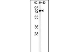 Western blot analysis of CCDC62 Antibody (C-term) (ABIN651350 and ABIN2840196) in NCI- cell line lysates (35 μg/lane). (CCDC62 antibody  (C-Term))