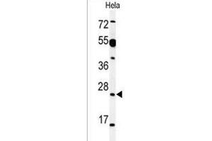 Western blot analysis of AKIR1 Antibody (C-term) (ABIN1536697 and ABIN2849321) in Hela cell line lysates (35 μg/lane).