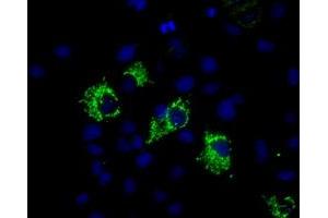 Image no. 2 for anti-Mitochondrial Translational Release Factor 1-Like (MTRF1L) antibody (ABIN1498692) (MTRF1L antibody)