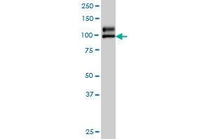 NDST1 monoclonal antibody (M01), clone 1G10 Western Blot analysis of NDST1 expression in A-549 . (NDST1 antibody  (AA 38-136))
