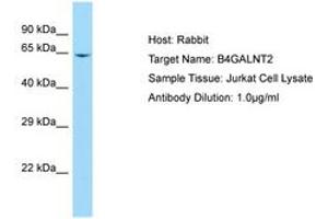 Image no. 1 for anti-beta-1,4-N-Acetyl-Galactosaminyl Transferase 2 (B4GALNT2) (AA 126-175) antibody (ABIN6750087) (B4GALNT2 antibody  (AA 126-175))