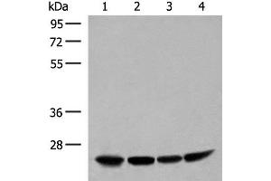 Western blot analysis of Human fetal liver tissue HepG2 K562 and Raji cell lysates using DTYMK Polyclonal Antibody at dilution of 1:400 (DTYMK antibody)