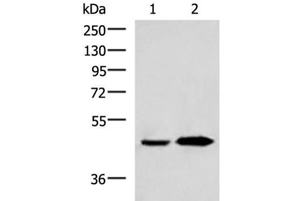 BHMT2 antibody