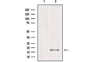 Western blot analysis of extracts from Hepg2, using PGE synthase Antibody. (Prostaglandin E Synthase antibody  (Internal Region))