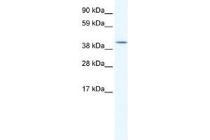 ISL2 antibody (20R-1151) used at 0.