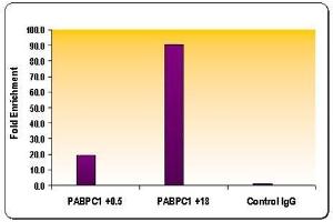 Chromatin IP: ChIP performed using HeLa Chromatin (1. (Histone 3 antibody  (H3K36me3))