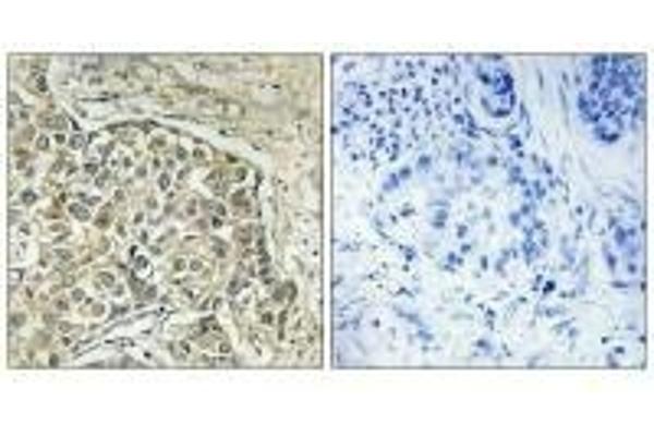 Arylsulfatase D antibody