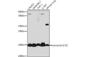 Western blot analysis of extracts of various cell lines, using Lysozyme (LYZ) (LYZ) Rabbit mAb (ABIN7268346) at 1:1000 dilution. (LYZ antibody)