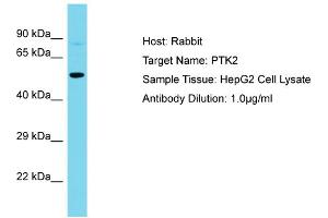 Host: Rabbit Target Name: PTK2 Sample Type: HepG2 Whole Cell lysates Antibody Dilution: 1. (FAK antibody  (Middle Region))