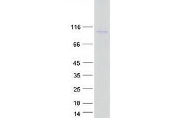 WHAMM Protein (Myc-DYKDDDDK Tag)