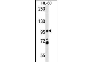 CS2 Antibody (C-term) (ABIN657066 and ABIN2846230) western blot analysis in HL-60 cell line lysates (35 μg/lane). (PACS2 antibody  (C-Term))