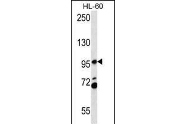PACS2 Antikörper  (C-Term)