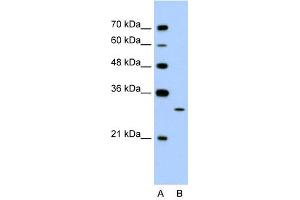 EGFL8 antibody used at 1. (EGFL8 antibody  (C-Term))