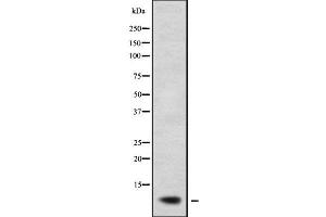 Western blot analysis of RPL38 using COS7 whole cell lysates (RPL38 antibody)