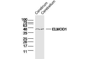 Lane 1: mouse cerebrum lysate, Lane 2: mouse cerebellum lysate probed with ELMOD1 Polyclonal Antibody, Unconjugated  at 1:300 overnight at 4˚C. (ELMOD1 antibody  (AA 21-120))