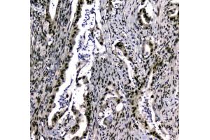 IHC testing of FFPE rat testis tissue with UBA2 antibody at 1ug/ml. (UBA2 antibody)