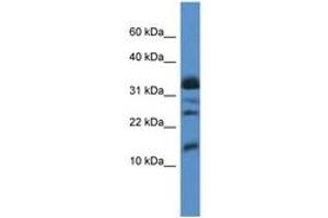 Image no. 1 for anti-Elongation Factor 1 Homolog (ELOF1) (C-Term) antibody (ABIN6746826) (ELOF1 antibody  (C-Term))