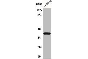Western Blot analysis of COLO205 cells using Brp16 Polyclonal Antibody (FAM203B antibody  (Internal Region))