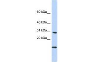 Image no. 1 for anti-Polymerase (RNA) II (DNA Directed) Polypeptide K, 7.0kDa (POLR2K) (N-Term) antibody (ABIN6741037) (POLR2K antibody  (N-Term))