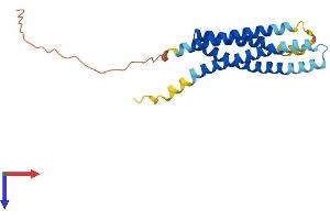 AlphaFold protein structure predicition of Human Recombinant MS4A3 Protein, UniprotID Q96HJ5 (MS4A3 Protein (AA 1-214) (His tag))