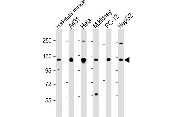 Vinculin anticorps  (AA 903-937)