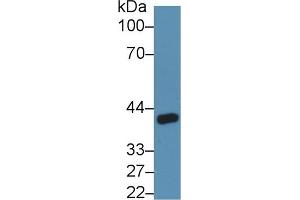 Rabbit Capture antibody from the kit in WB with Positive Control: Rat kidney lysate. (ANGPTL4 ELISA Kit)