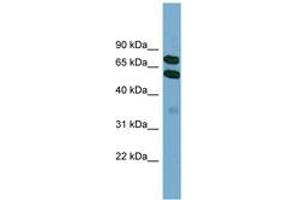 Image no. 1 for anti-Kelch-Like 9 (KLHL9) (AA 395-444) antibody (ABIN6744161) (KLHL9 antibody  (AA 395-444))
