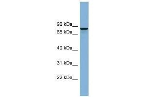 GGA3 antibody used at 0. (GGA3 antibody  (N-Term))