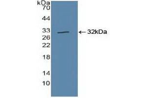 Figure. (Cullin 1 antibody  (AA 1-250))
