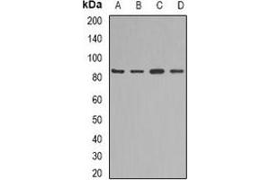 Western blot analysis of KAO expression in mouse liver (A), mouse heart (B), rat kidney (C), rat heart (D) whole cell lysates. (DAO antibody)
