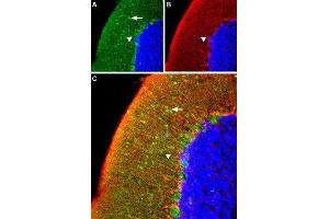 Expression of α1A-Adrenergic receptor in rat cerebellum - Immunohistochemical staining of rat cerebellum using Anti-α1A-Adrenergic Receptor (extracellular) Antibody (ABIN7042908, ABIN7043908 and ABIN7043909), (1:100). (alpha 1 Adrenergic Receptor antibody  (2nd Extracellular Loop, Cys176))