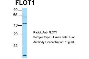 Host: Rabbit  Target Name: FLOT1  Sample Tissue: Human Fetal Lung  Antibody Dilution: 1. (Flotillin 1 antibody  (C-Term))