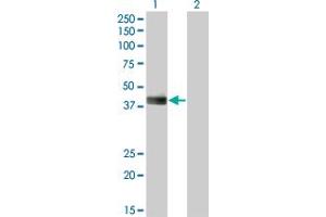 Western Blot analysis of HLF expression in transfected 293T cell line by HLF monoclonal antibody (M05), clone 2C9. (HLF antibody  (AA 1-295))