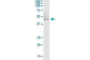 HNF1A antibody  (AA 532-631)