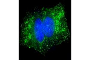 Immunofluorescent analysis of 4 % paraformaldehyde-fixed, 0. (Glutathione Peroxidase 7 antibody  (AA 73-107))