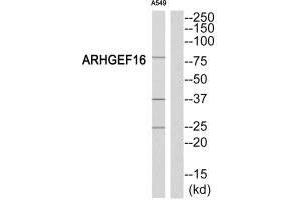 ARHGEF16 anticorps