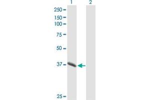 Western Blot analysis of PGC expression in transfected 293T cell line by PGC MaxPab polyclonal antibody. (PGC antibody  (AA 1-388))