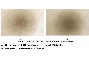 Image no. 1 for Fibroblast Growth Factor 22 (FGF22) (AA 26-162) (Active) protein (His tag) (ABIN5665797) (FGF22 Protein (AA 26-162) (His tag))