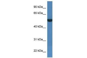 FSD1L antibody  (C-Term)
