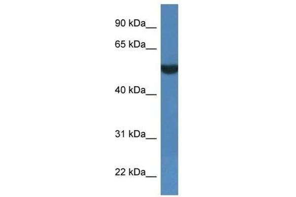 FSD1L antibody  (C-Term)